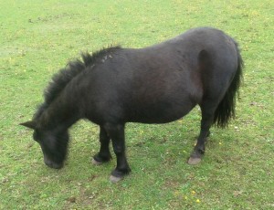 coffee sweetitch 9-8-15