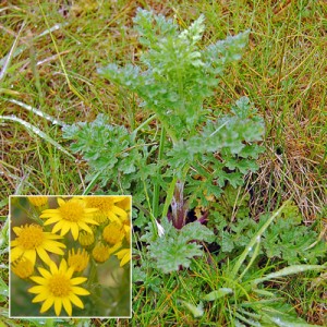 Ragwort leaves & flower