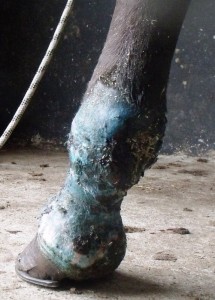 holeintojointbeforedirtout15-7-13