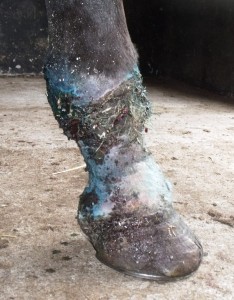 legbeforedirtoff15-7-13