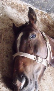 Another innocent young sweet equine gone before her time :( 