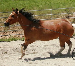 horsetraining
