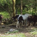 Some of the herd at BAR
