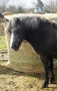 Patsy 2yr old filly