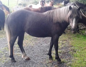 Patsy is a pretty 2yr old pony