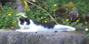 Trying out for "Lazy Cat of the Year" Award