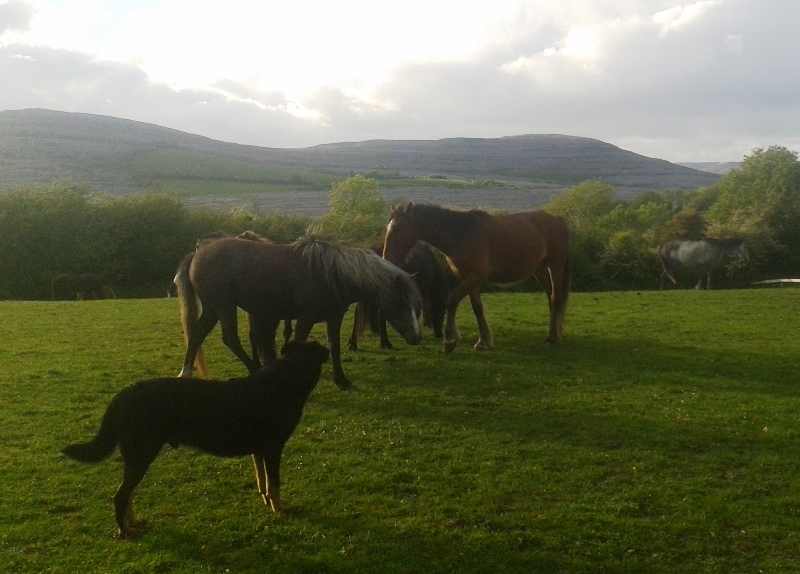 rescue horses at Burren Animal Rescue