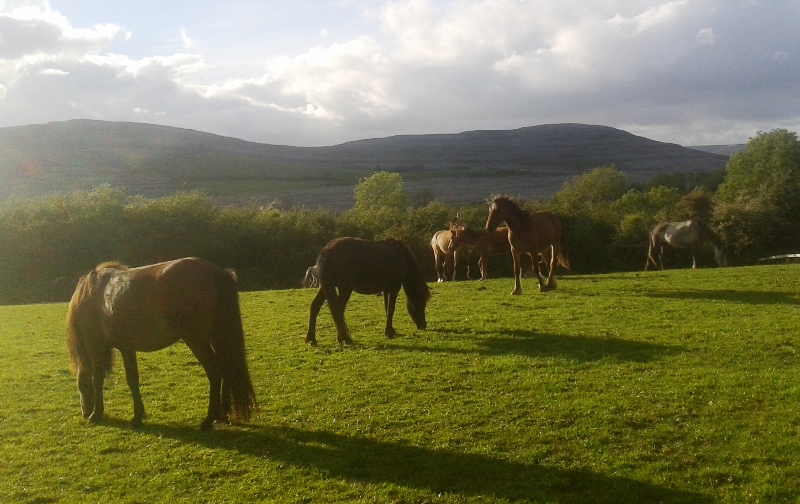 rescue horses at Burren Animal Rescue