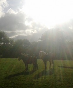 rescue horses at Burren Animal Rescue
