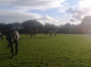 rescue horses at Burren Animal Rescue