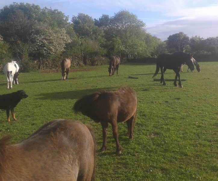 rescue horses at Burren Animal Rescue