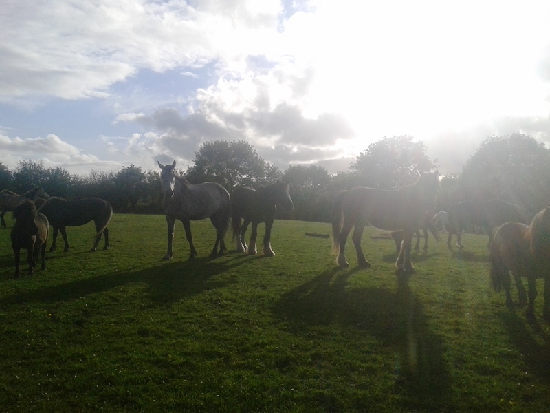 rescue horses at Burren Animal Rescue