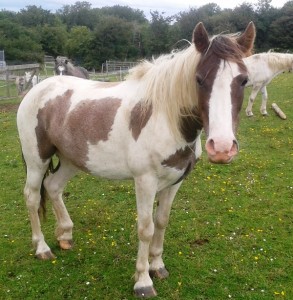 Finn roll demo 9-8-15