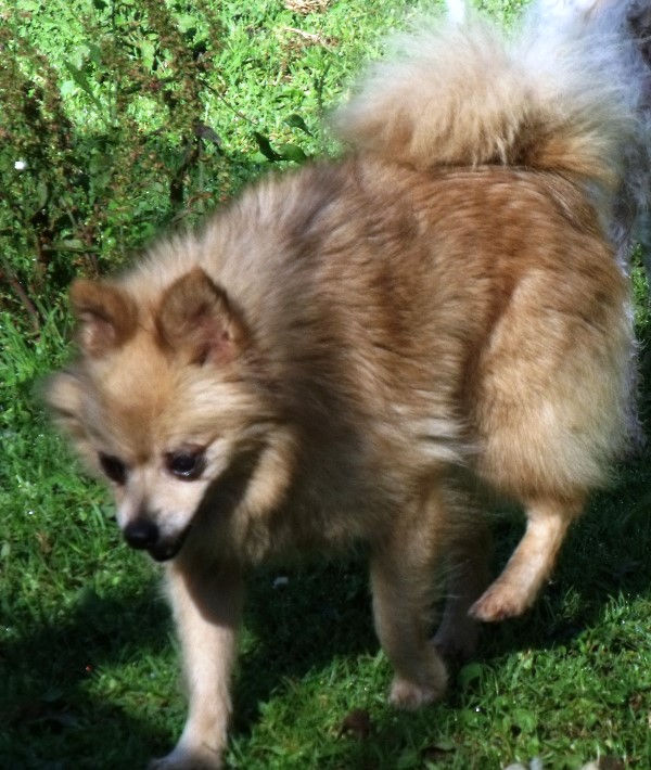 exbreeding pomeranian