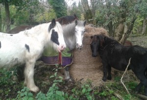 marley mikey shannon bale & megan31-10-15