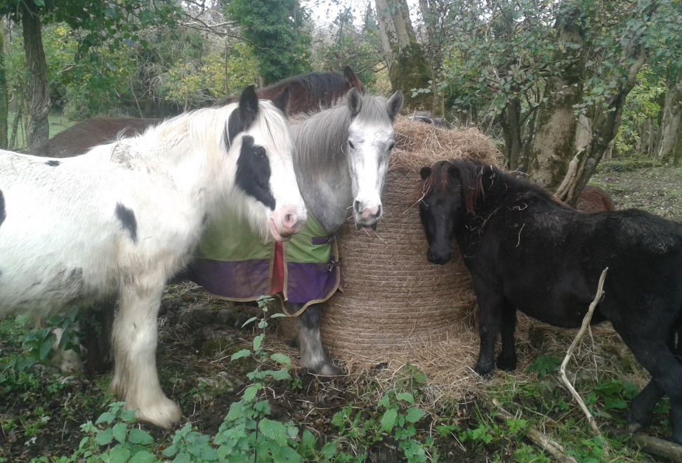 marley mikey shannon bale & megan31-10-15