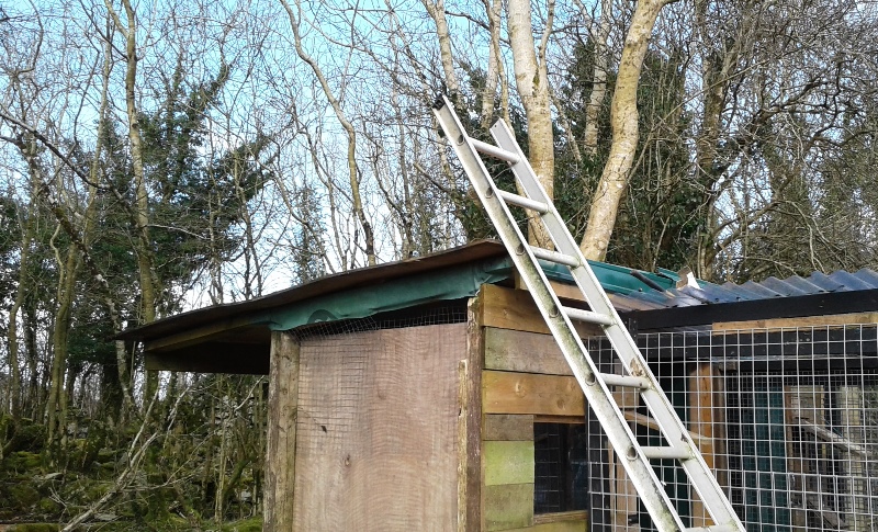 cattery repairs 23-2-16