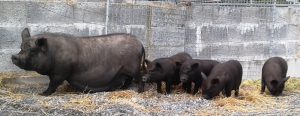 A pregnant Doris & her 4 older piglets