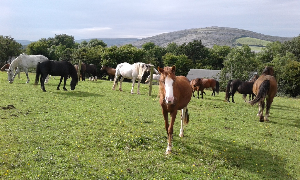 Some of the herd enjoying the last days of summer 2016