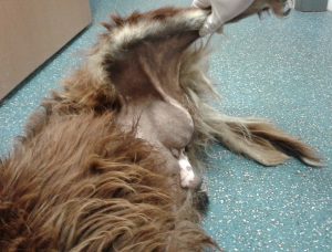 testicular tumour dog