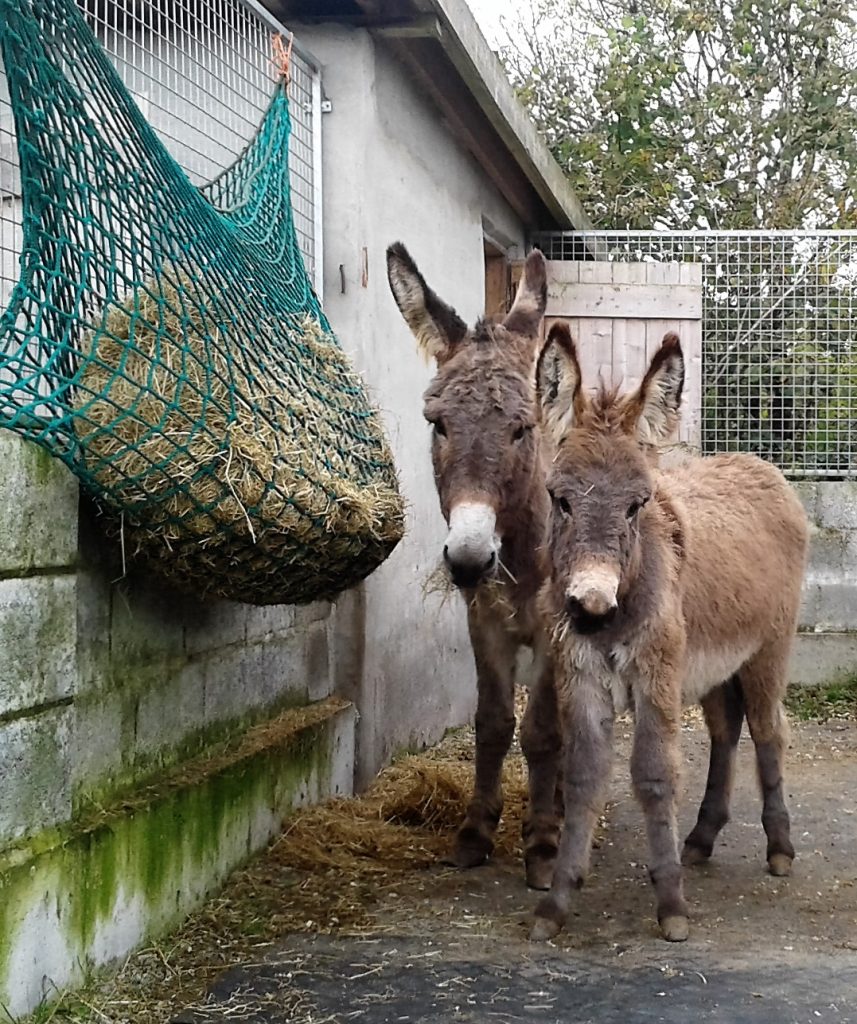 Cria and Eeyore