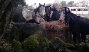 Ghost, Sky(showing weight loss along the spine), Hobo, William, Indie & Echo 4-2-17