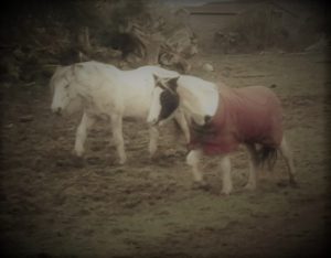 Indie & Katie 26-11-16