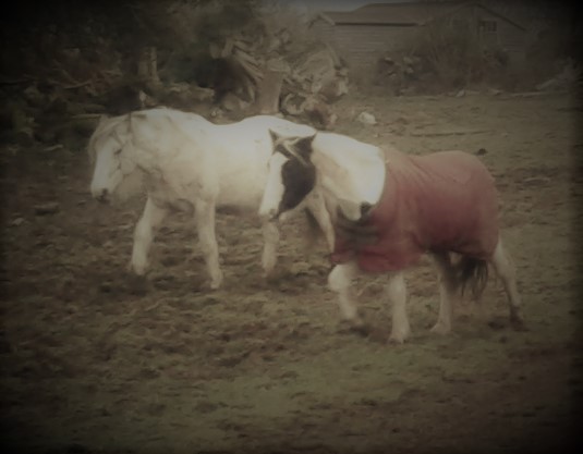 Indie & Katie 26-11-16