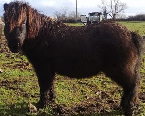 Harry shetland pony