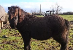 Harry shetland pony