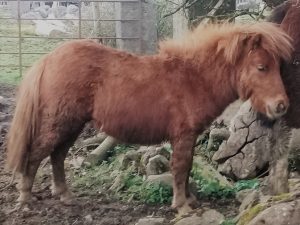 chestnut shetland