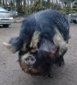 kunekune
