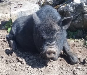 potbelly pig