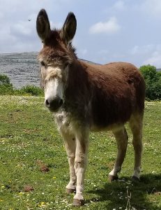 Flan the donkey