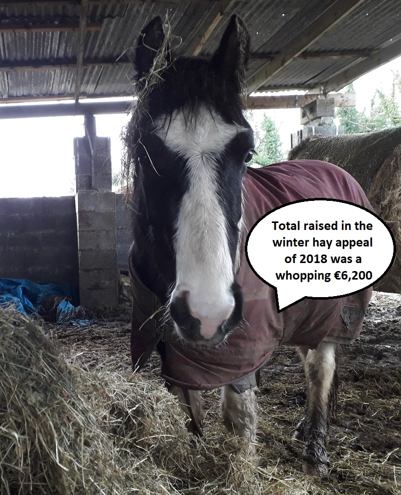 total raised in hay appeal