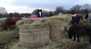 sampling the new hay