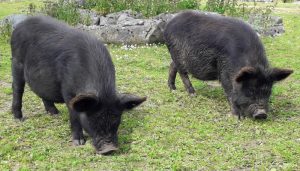 pot belly pigs
