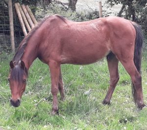 Chance bay gelding