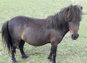 Chloe shetland cross pony
