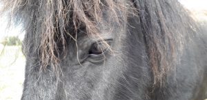 pony head