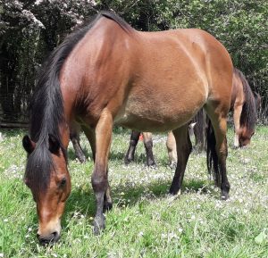 Conor 13'2 gelding