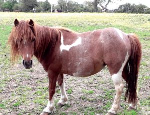 Diamond skewbald shetland