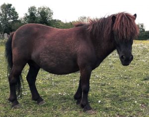 harry shetland