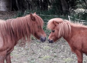 Shetland pony