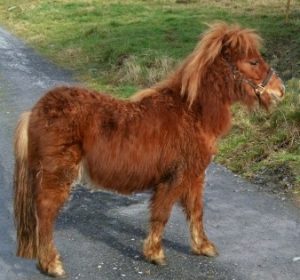 chestnut shetland