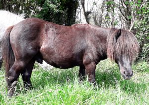 shetland gelding