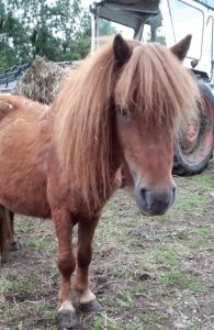 chestnut shetland pony