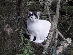 feral cat