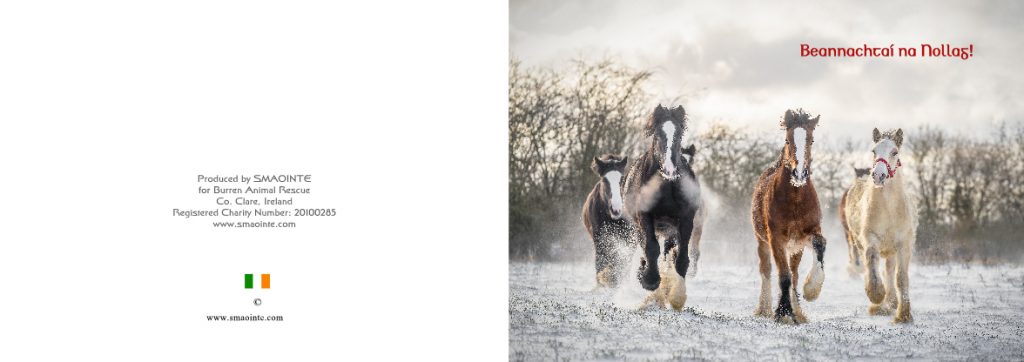 christmas cards with horses running in snow