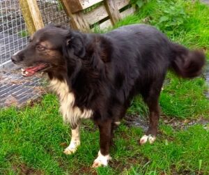 kali the collie cross